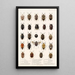 Insecta Rhynchota Hemiptera Heteroptera Pl 04 - Frederick DuCane Godman — gerahmtes Bild an der Wand