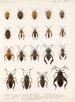 Insecta Rhynchota Hemiptera Heteroptera Pl 10 - Frederick DuCane Godman — Ansicht des Kunstwerks