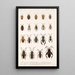 Insecta Rhynchota Hemiptera Heteroptera Pl 10 - Frederick DuCane Godman — gerahmtes Bild an der Wand