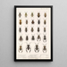 Insecta Rhynchota Hemiptera Heteroptera Pl 11 - Frederick DuCane Godman — gerahmtes Bild an der Wand