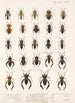 Insecta Rhynchota Hemiptera Heteroptera Pl 11 - Frederick DuCane Godman — Ansicht des Kunstwerks