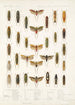 Insecta Rhynchota Hemiptera Homoptera Pl 33 - Frederick DuCane Godman — Ansicht des Kunstwerks