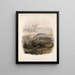 Mammalia Pl 06 - Frederick DuCane Godman — gerahmtes Bild an der Wand