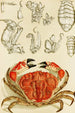 Krustentiere III - Frederick McCoy — Ansicht des Kunstwerks