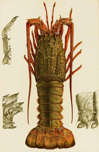 Frederick McCoy - Crustacea I.webp