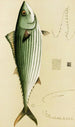 Fische II - Frederick McCoy — Ansicht des Kunstwerks