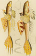 Fische X - Frederick McCoy — Ansicht des Kunstwerks