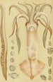 Mollusken I - Frederick McCoy — Ansicht des Kunstwerks