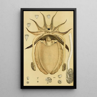 Frederick McCoy - Mollusca IV.webp