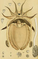 Mollusques IV - Frederick McCoy — Ansicht des Kunstwerks