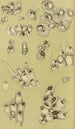 Bryozoaires IV - Frederick McCoy — Ansicht des Kunstwerks