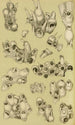 Bryozoaires V - Frederick McCoy — Ansicht des Kunstwerks