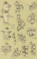 Bryozoaires VIII - Frederick McCoy — Ansicht des Kunstwerks