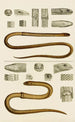 Reptilien III - Frederick McCoy — Ansicht des Kunstwerks