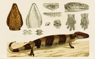 Frederick McCoy - Reptiles VI.webp
