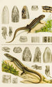 Reptilien VIII - Frederick McCoy — Ansicht des Kunstwerks
