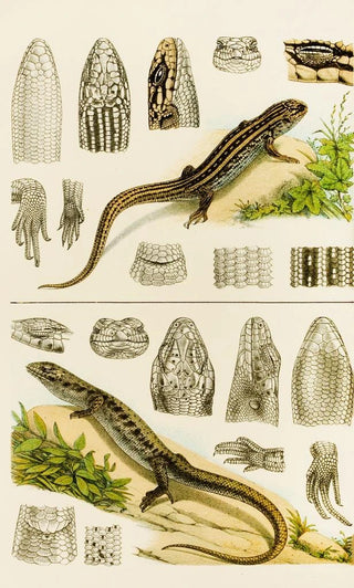 Frederick McCoy - Reptiles VIII.webp