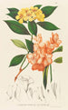Annales des botanischen Museums - Friedrich Anton Wilhelm Miquel — Ansicht des Kunstwerks