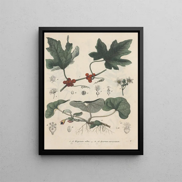 Friedrich Berge - GiftpflanzenBuch Pl08.webp