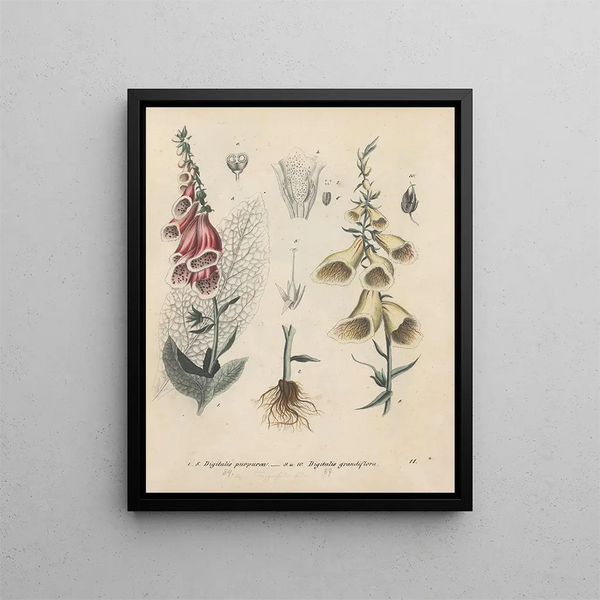 Friedrich Berge - GiftpflanzenBuch Pl11.webp