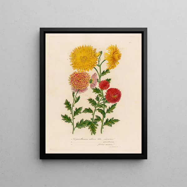 Gaetano Savi - 1Chrysanthemum indicum luteoochraceum and 2 Chrysanthemum indicum luteo granatinum and 3 Chrysanthemum indicum flavumaureum.webp