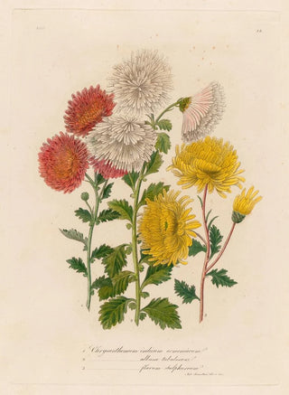 Gaetano Savi - 1 Chrysanthemum indicum armeniacum and 2 Chrysanthemum album tubulosum and 3 Chrysanthemum flavum sulphureum.webp