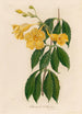 Allamanda cathartica - Gaetano Savi — Ansicht des Kunstwerks