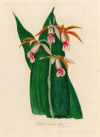 Gaetano Savi - Bletia tankervillae.webp