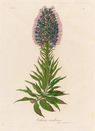 Gaetano Savi - Echium candicans.webp
