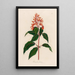Hamelia patens - Gaetano Savi — gerahmtes Bild an der Wand