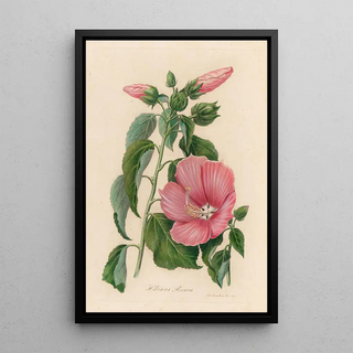 Gaetano Savi - Hibiscus Roseus.webp