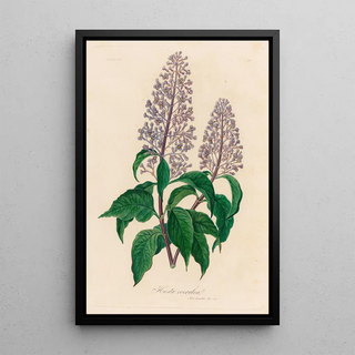 Gaetano Savi - Hosta coerulea.webp