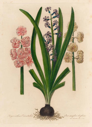 Gaetano Savi - Hyacinthus Orientalis flore simplici et pleno.webp