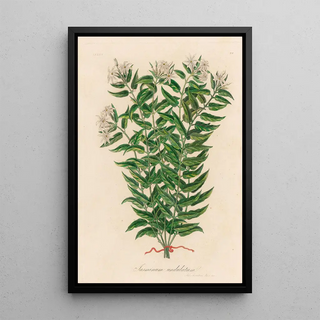 Gaetano Savi - Jasminum undulatum.webp