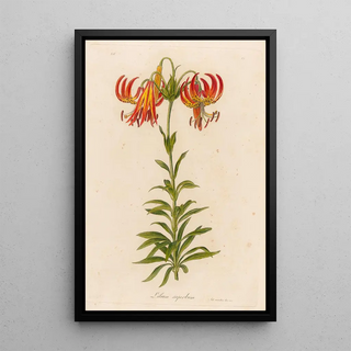 Gaetano Savi - Lilium superbum.webp