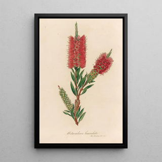 Gaetano Savi - Metrosideros lanceolata.webp