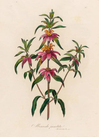 Gaetano Savi - Monarda punctata.webp