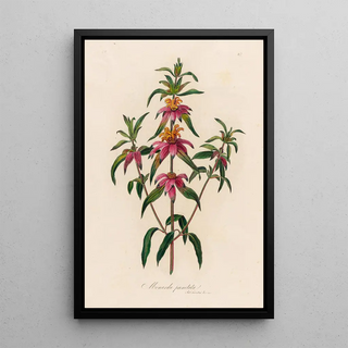 Gaetano Savi - Monarda punctata.webp