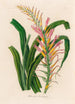 Pitcairnia lanuginosa - Gaetano Savi — Ansicht des Kunstwerks