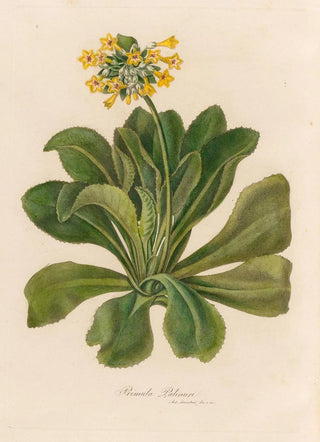 Gaetano Savi - Primula Palinuri.webp