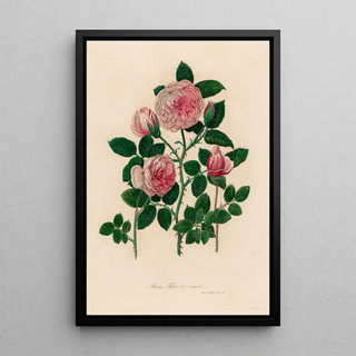 Gaetano Savi - Rosa Thea et variet.webp