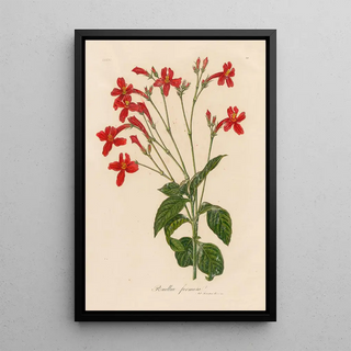 Gaetano Savi - Ruellia formosa.webp