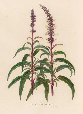 Gaetano Savi - Salvia Leucantha.webp