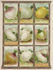 Navet - Genesee Valley Lithograph & Co.. — Ansicht des Kunstwerks