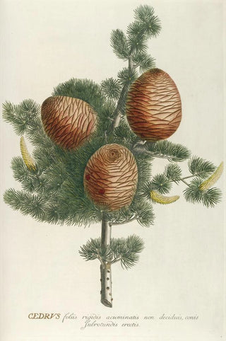 Georg Dionysius Ehret - Cedrus.webp