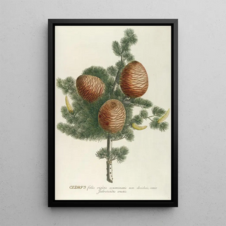 Georg Dionysius Ehret - Cedrus.webp