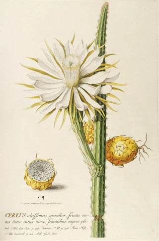 Georg Dionysius Ehret - Cereus.webp