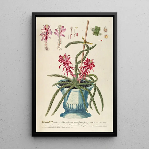 Georg Dionysius Ehret - Cereus II.webp
