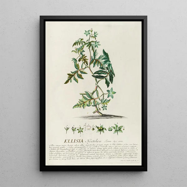 Georg Dionysius Ehret - Ellisia.webp