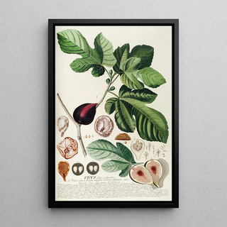 Georg Dionysius Ehret - Ficus II.webp